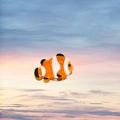 Détail d'une pince à cheveux en forme de poisson-clown en acétate brillant - Poisson-clown