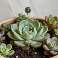 Dettaglio dell'ornamento a spirale in filo d'oro con perla di cristallo verde nel vaso di piante - Avventurina Verde