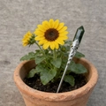 Macro view of a green crystal hexagonal hair stick in a sunflower plant pot - Southern Jade