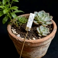 Paletto decorativo con pietra di marmo bianco e filo d'oro in vaso di piante - Turchese Bianco