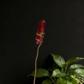 Macro detail of red crystal wand with gold wire wrapping against a dark background - Red