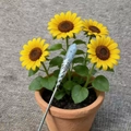 Classical silver hair pin with light blue crystal stone set in a blooming sunflower - Tianshan Blue