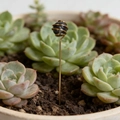 Paletto per piante fatto a mano in filo di rame dorato e sfera di cristallo nero decorativo - Ametista