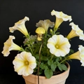 Detail of yellow crystal mushroom garden stake with gold wire wrap in a flower pot - Yellow Stone