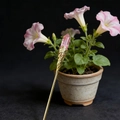 Handmade gold hair pin with hexagonal pink crystal crystal against floral background - Watermelon Quartz