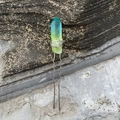 Épingle à cheveux en U avec cristal hexagonal bleu-vert et fil d'argent torsadé - Vert Jaune Fil Argent Pic à Cheveux Argent