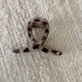 Detailopname van de grote haarklem met luipaardprint op een neutrale gebreide ondergrond - Grijs Luipaard Twist
