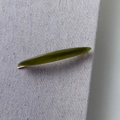 Close-up of olive green acetate hair clip with France Handmade gold engraving - Green