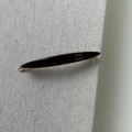 Detail of slim dark brown acetate hair clip with gold France Handmade lettering - Chocolate Brown