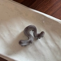 Dettaglio della molletta per capelli grigio Morandi a onde su un vassoio bianco testurizzato - Grigio Smerigliato