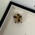 Detailed top view of a mini tortoiseshell hair claw clip with France handmade gold stamp - Light Leopard