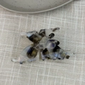 Detailed close-up of marble pattern acetate butterfly hair claw clip with logo - Light Tortoiseshell