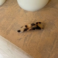 Retro tortoiseshell pattern acetate hair clip with golden metal clip on stone surface - Light Tortoiseshell