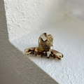 Detailed macro view of an amber acetate hair claw with a gold France Handmade logo - Brown Cow Print