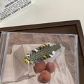 Fermaglio per capelli con catena in maglia a contrasto grigio, giallo e bianco - Grigio