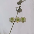 Nature-inspired resin hair clip with real dried flowers, gold foil, and pearls - Matcha Series