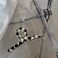 Elegante pinza para el pelo con diseño de cuadros blanco y negro y dientes dorados - Cuadros Negros y Blancos