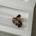 Macro shot of tortoiseshell butterfly hair clip made of premium acetate in display box - Light Tortoise Shell