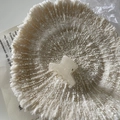 Detailed view of a cream acetate hair claw clip on a white coral texture background - White