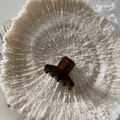 Close-up of small vintage acetate hair claw with dark amber texture on white decorative tray - Dark Coffee
