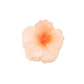 Flesh pink to orange gradient flower hair claw clip in translucent resin finish - Orange