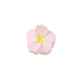 Pince à cheveux fleur mate avec dégradé du rose au blanc et centre jaune vif - Emballage en vrac / Rose Jaune Mat