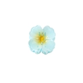 Blue semi-transparent flower hair claw clip with yellow center and plastic teeth - Blue