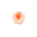 Pince à cheveux fleur avec dégradé rose et orange en acétate translucide - 4cm / Orange