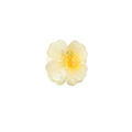 Blumen Haarklammer mit cremegelbem Farbverlauf und minimalistischem 4cm Design - Großpackung / Gelb