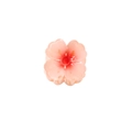 Haarklammer mit Blumen-Design und pink-orangefarbenem Farbverlauf aus Acryl, 4cm - Großpackung / Wassermelonenrot