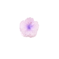 Pince à cheveux fleur avec dégradé rose et violet et finition semi-transparente - 4cm / Violet