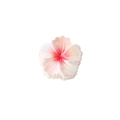 Iridescent white flower hair claw clip with gradient pink center for elegant styling - Individual Packaging / Iridescent Red