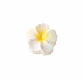 Pince à cheveux fleur blanc nacré avec centre dégradé jaune et finition irisée - 7.5cm Jaune Iridescent
