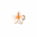 Perlmuttweiße Frangipani Haarklammer mit leuchtend gelber Mitte für Damen und Mädchen - Lose Verpackung / Orange