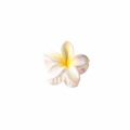 Irisierende Haarklammer mit Frangipani-Blüte und gelber Perlglanz-Farbverlauf - Lose Verpackung / Gelb