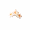 Pince à cheveux à trois fleurs de frangipanier nacrées avec centre jaune - Orange