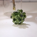 Pinza per capelli a rosa verde scuro traslucido con petali a cuore a macchie nere - #4 Verde [4cm] 278