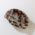 Shell-shaped hair claw clip with classic tortoiseshell pattern and high glossy finish - White Tortoise Shell