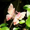 Détail macro d'une pince à cheveux papillon rose marbré sur une branche de printemps - Type E Papillon Double Couche 6cm (Changement de Couleur)