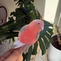 Pinza para el pelo con forma de loro galah en acetato de celulosa rosa y blanco - Loro Rosa
