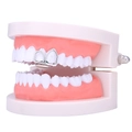 Detailweergave van de zilveren holle grillz-frame voor twee tanden op tandmodel - Zilver