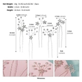 Dettaglio macro di forcine per capelli con strass argentati per acconciature da sposa - Argento