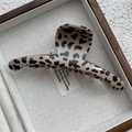 Dettaglio di una grande pinza per capelli con stampa leopardata beige in acetato lucido - Stile a Barra