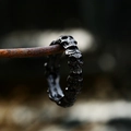 Close-up of vintage skull band ring in black stainless steel on rusted wire background - US Size 7 / Black