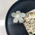 Iridescent white flower-shaped hair claw clip in pearl finish on a black tray - 7cm Flower Claw / Phantom Grey