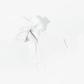 Elegant double-layered pearl white satin bow hair clip with long ribbon streamers - White