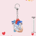 Detail view of the 0.25cm thick 2D acrylic anatomical heart keychain with clear labeling - Red and Blue Anatomical Heart (1)