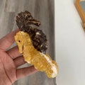 Pinza per capelli a doppio cavalluccio marino in acetato marrone tartaruga e giallo - Caffè Giallastro