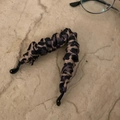 Pince à cheveux banane en satin à motif léopard sur fond de pierre texturée - Imprimé Léopard (7#)