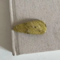 Fermaglio a goccia in lana intrecciata giallo-verde su sfondo di un libro beige minimale - Giallo Zenzero